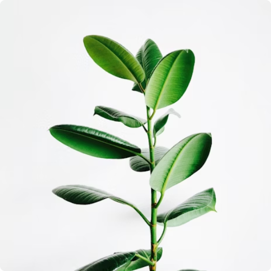 Tree planting campaign